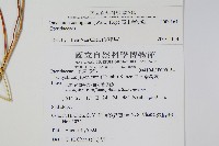 高山金粉蕨藏品圖，第2張