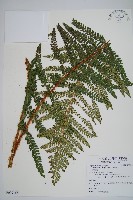 尖葉耳蕨藏品圖，第1張