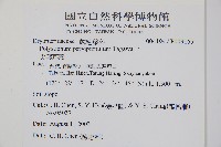 尖葉耳蕨藏品圖，第2張