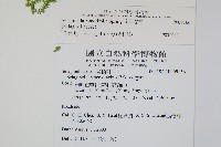 疏葉卷柏藏品圖，第2張