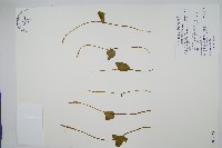 鈍頭瓶爾小草、狹葉瓶爾小草藏品圖，第1張