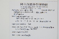 鈍頭瓶爾小草、狹葉瓶爾小草藏品圖，第2張