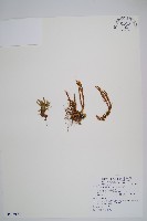 相馬氏石松藏品圖，第1張