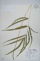 大葉鳳尾蕨藏品圖，第1張