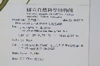 大葉鳳尾蕨藏品圖，第2張