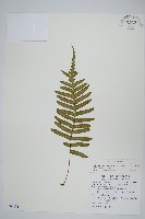 栗柄水龍骨藏品圖，第1張