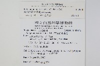 栗柄水龍骨藏品圖，第2張