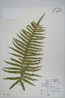 阿里山水龍骨藏品圖，第1張