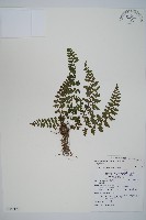 宿蹄蓋蕨藏品圖，第1張