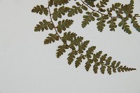 宿蹄蓋蕨藏品圖，第3張