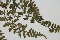 宿蹄蓋蕨藏品圖，第4張