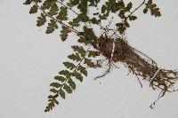 宿蹄蓋蕨藏品圖，第5張