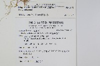 異葉卷柏藏品圖，第2張