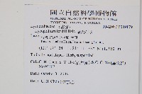 福氏石松藏品圖，第2張