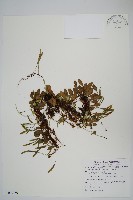 抱樹蕨、伏石蕨藏品圖，第1張