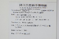 抱樹蕨、伏石蕨藏品圖，第2張