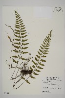 大蓬萊鐵角蕨藏品圖，第1張