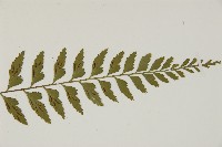 大蓬萊鐵角蕨藏品圖，第3張