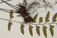 大蓬萊鐵角蕨藏品圖，第4張