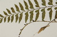 大蓬萊鐵角蕨藏品圖，第5張