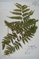 刺柄雙蓋蕨藏品圖，第1張