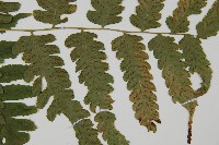 刺柄雙蓋蕨藏品圖，第3張