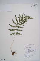 東洋蹄蓋蕨藏品圖，第1張