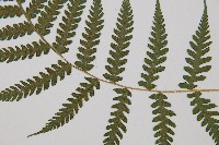 東洋蹄蓋蕨藏品圖，第3張