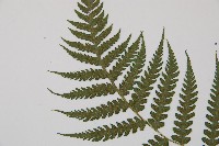 東洋蹄蓋蕨藏品圖，第4張