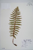 尖葉耳蕨藏品圖，第1張