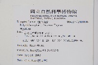 黑鱗耳蕨藏品圖，第2張