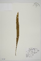 劍葉鐵角蕨、箭葉鐵角蕨藏品圖，第1張