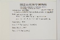 劍葉鐵角蕨、箭葉鐵角蕨藏品圖，第2張