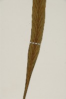 劍葉鐵角蕨、箭葉鐵角蕨藏品圖，第4張