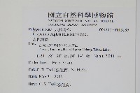 恩氏茀蕨藏品圖，第2張