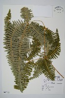 大羽芒萁藏品圖，第1張