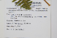 大羽芒萁藏品圖，第2張