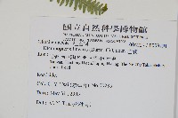芒萁藏品圖，第2張