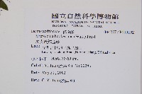 虎克氏鱗蓋蕨藏品圖，第2張