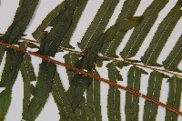 虎克氏鱗蓋蕨藏品圖，第4張