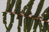 虎克氏鱗蓋蕨藏品圖，第5張