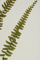 生芽鐵角蕨藏品圖，第3張