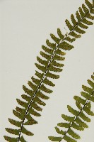 生芽鐵角蕨藏品圖，第4張