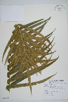 烏毛蕨藏品圖，第4張