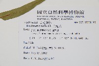 烏毛蕨藏品圖，第5張