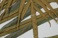 烏毛蕨藏品圖，第6張