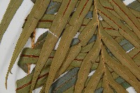 烏毛蕨藏品圖，第7張