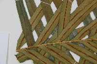 烏毛蕨藏品圖，第8張