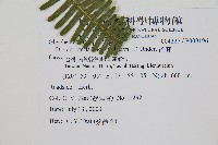 芒萁藏品圖，第2張