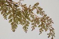 烏蕨藏品圖，第3張